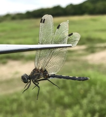 Leucorrhinia orientalis
