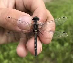 Leucorrhinia orientalis