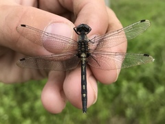 Leucorrhinia orientalis