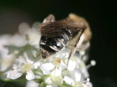 Andrena proxima