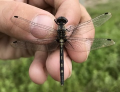 Leucorrhinia orientalis