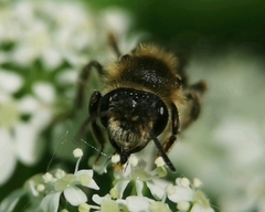 Andrena proxima