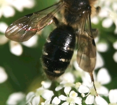 Andrena proxima
