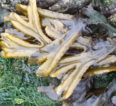 Fucus ceranoides