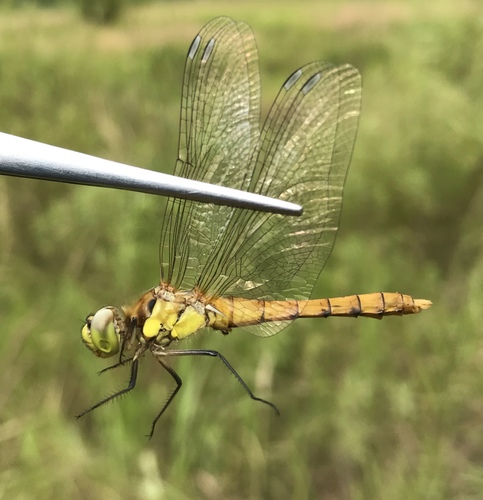 Sympetrum cordulegaster