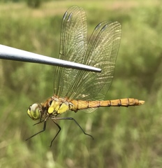 Sympetrum cordulegaster