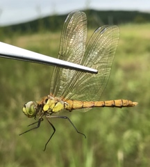 Sympetrum cordulegaster