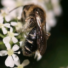 Andrena proxima