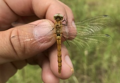 Sympetrum cordulegaster