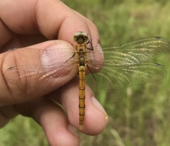 Sympetrum cordulegaster
