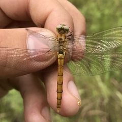 Sympetrum cordulegaster