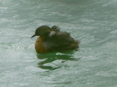 Poliocephalus rufopectus