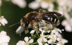 Andrena proxima