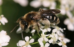 Andrena proxima