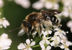Andrena proxima