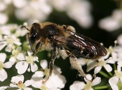 Andrena proxima