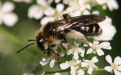 Andrena proxima