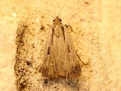 Tathorhynchus exsiccata
