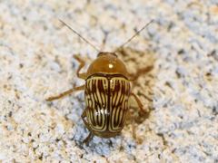 Cryptocephalus fulguratus