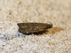 Helcystogramma melantherella