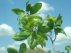 Ochnaceae