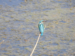 Alcedo atthis