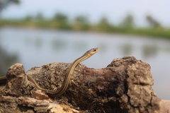 Thamnophis proximus rutiloris