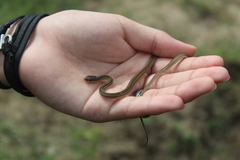 Thamnophis proximus rutiloris