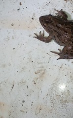 Fejervarya cancrivora