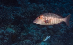 Lethrinus miniatus