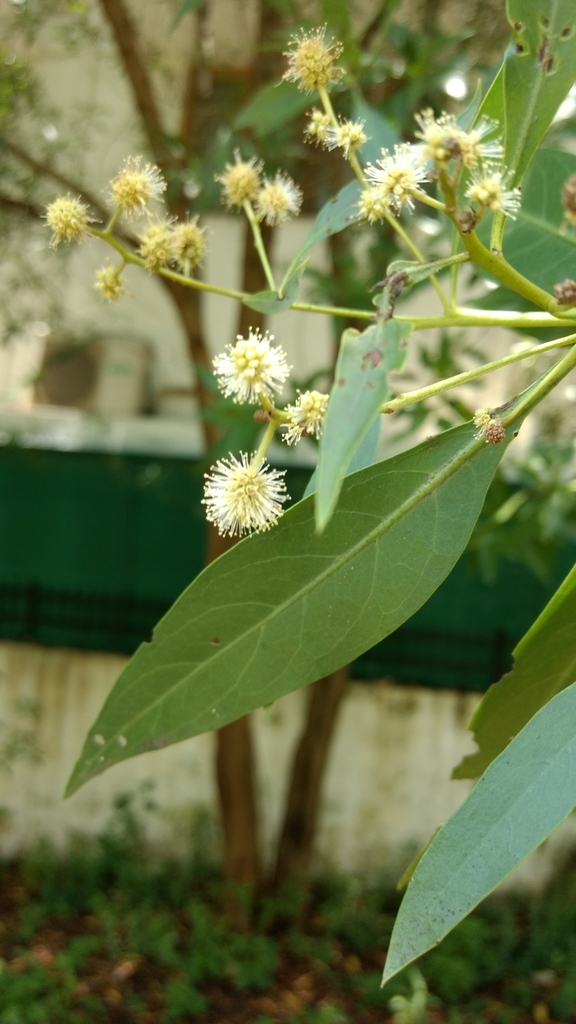 Lanceleaf Buttonwood