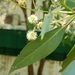 Conocarpus lancifolius - Photo no hay derechos reservados, subido por Ajit Ampalakkad