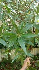 Conocarpus lancifolius