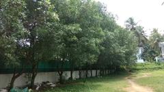 Conocarpus lancifolius