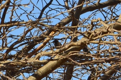 Molothrus bonariensis
