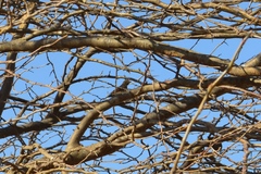 Molothrus bonariensis