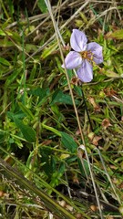 Rhexia mariana mariana