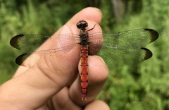 Sympetrum risi risi
