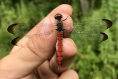 Sympetrum risi risi