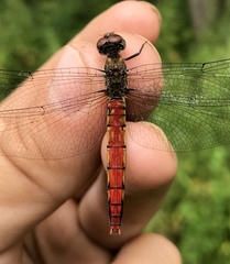 Sympetrum risi risi