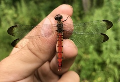 Sympetrum risi risi