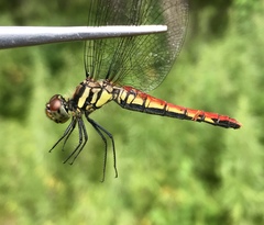 Sympetrum risi risi