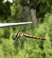 Sympetrum risi risi