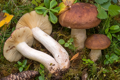 Russula favrei