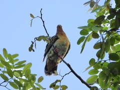 Treron fulvicollis