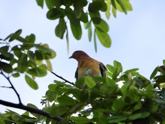 Treron fulvicollis