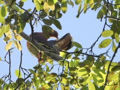 Treron fulvicollis