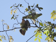 Treron fulvicollis