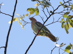 Treron fulvicollis