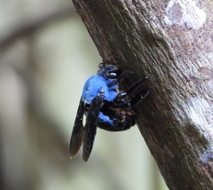 Xylocopa caerulea